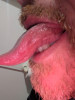 YayoLongtongue69